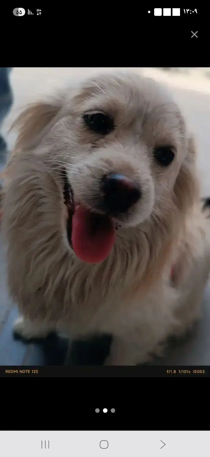 واگذاری سگ نژادشیتزوماده|سگ|پاکدشت, پاکدشت (مامازند)|دیوار