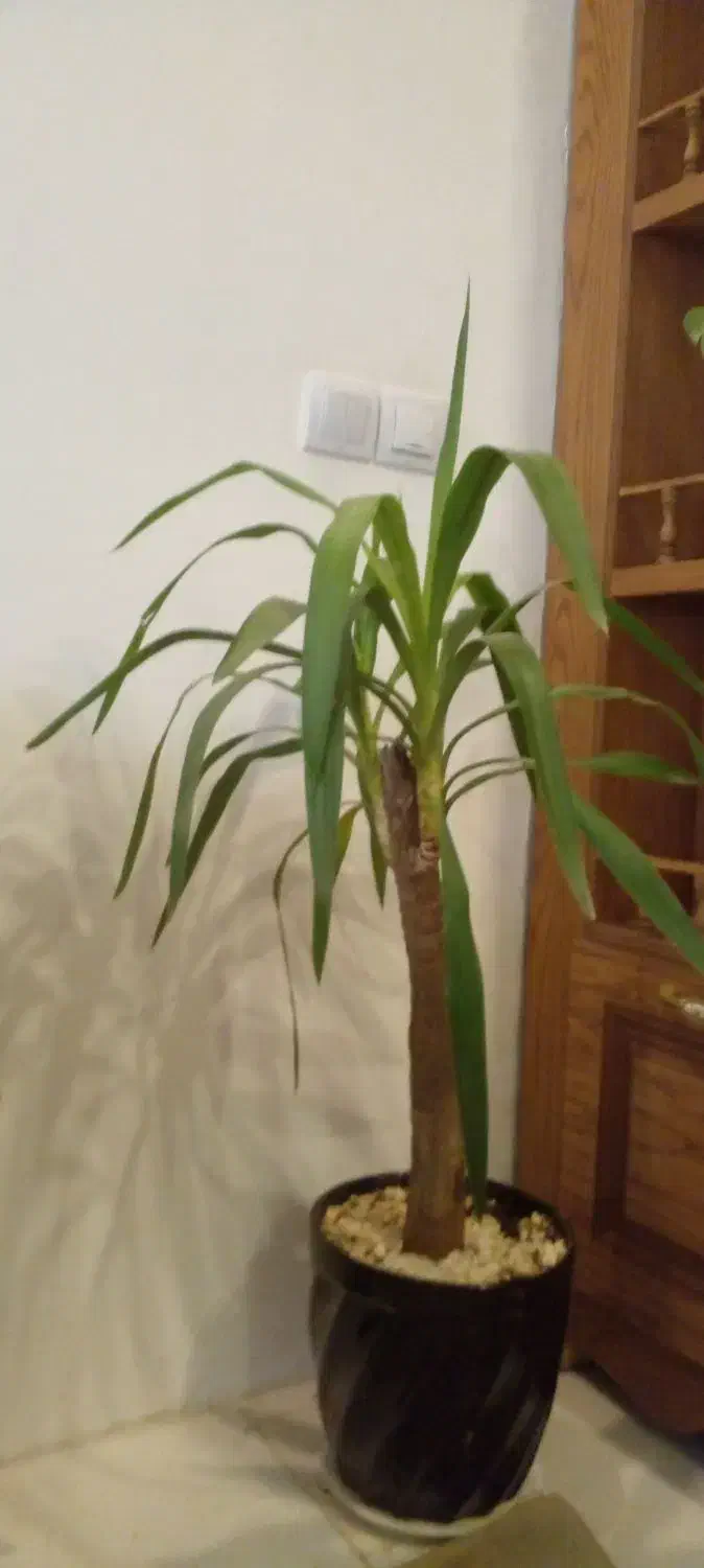 گل یوکا باگلدان|گل و گیاه طبیعی|مشهد, انصار|دیوار