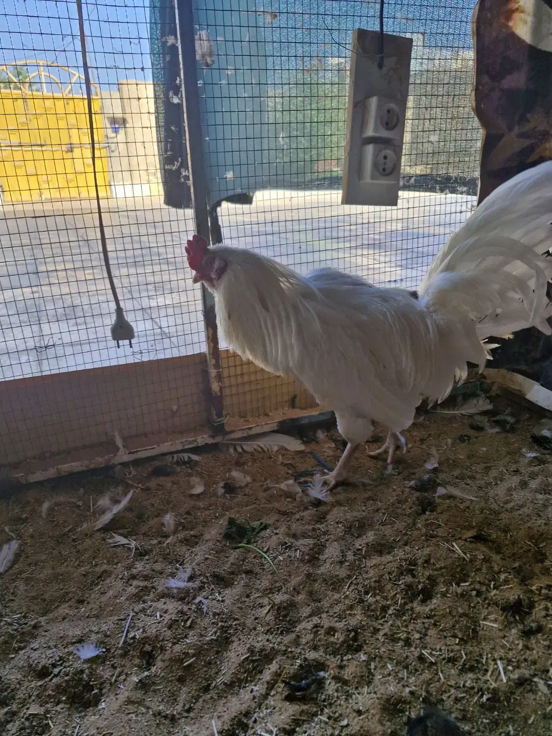 فروش ۳ مرغ و یک خروس گلین|حیوانات مزرعه|بندر ماهشهر, |دیوار