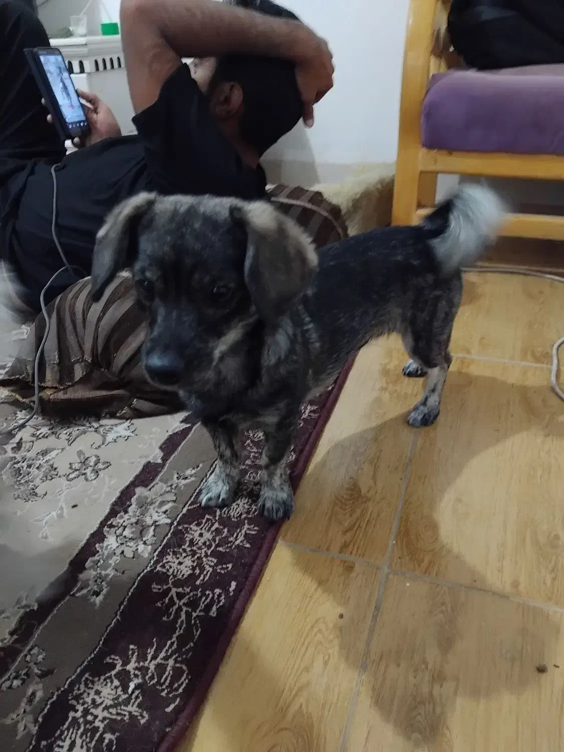 سک پاکوتاه ماده|سگ|بم, |دیوار