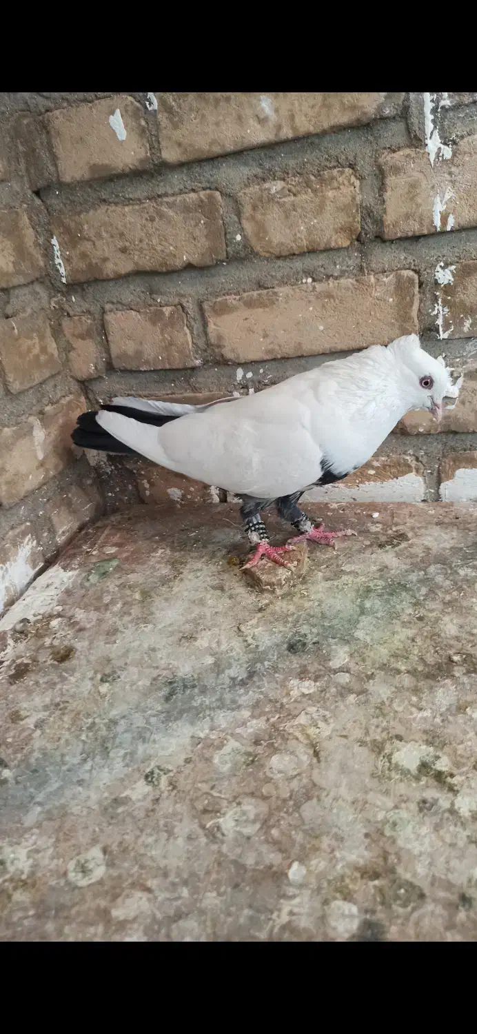 ۸تا کبوتر|پرنده|خرمآباد, |دیوار