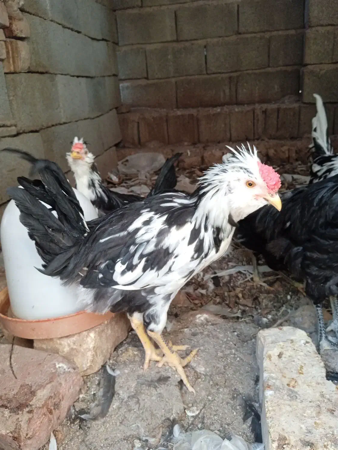 فروش یک جفت جوجه لاری ۴ ماهه و گلین ۵ ماهه اصل|حیوانات مزرعه|داراب, |دیوار