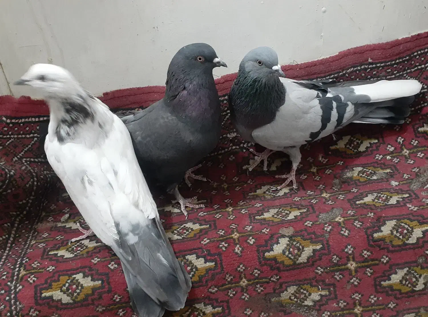 کبوتر پر|پرنده|شهرکرد, |دیوار