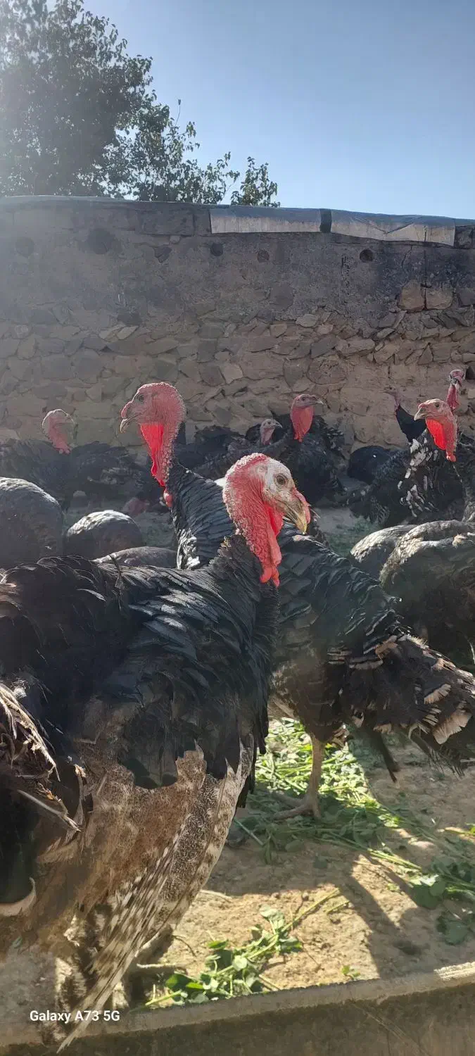 بوقلمون|حیوانات مزرعه|اصلاندوز, |دیوار