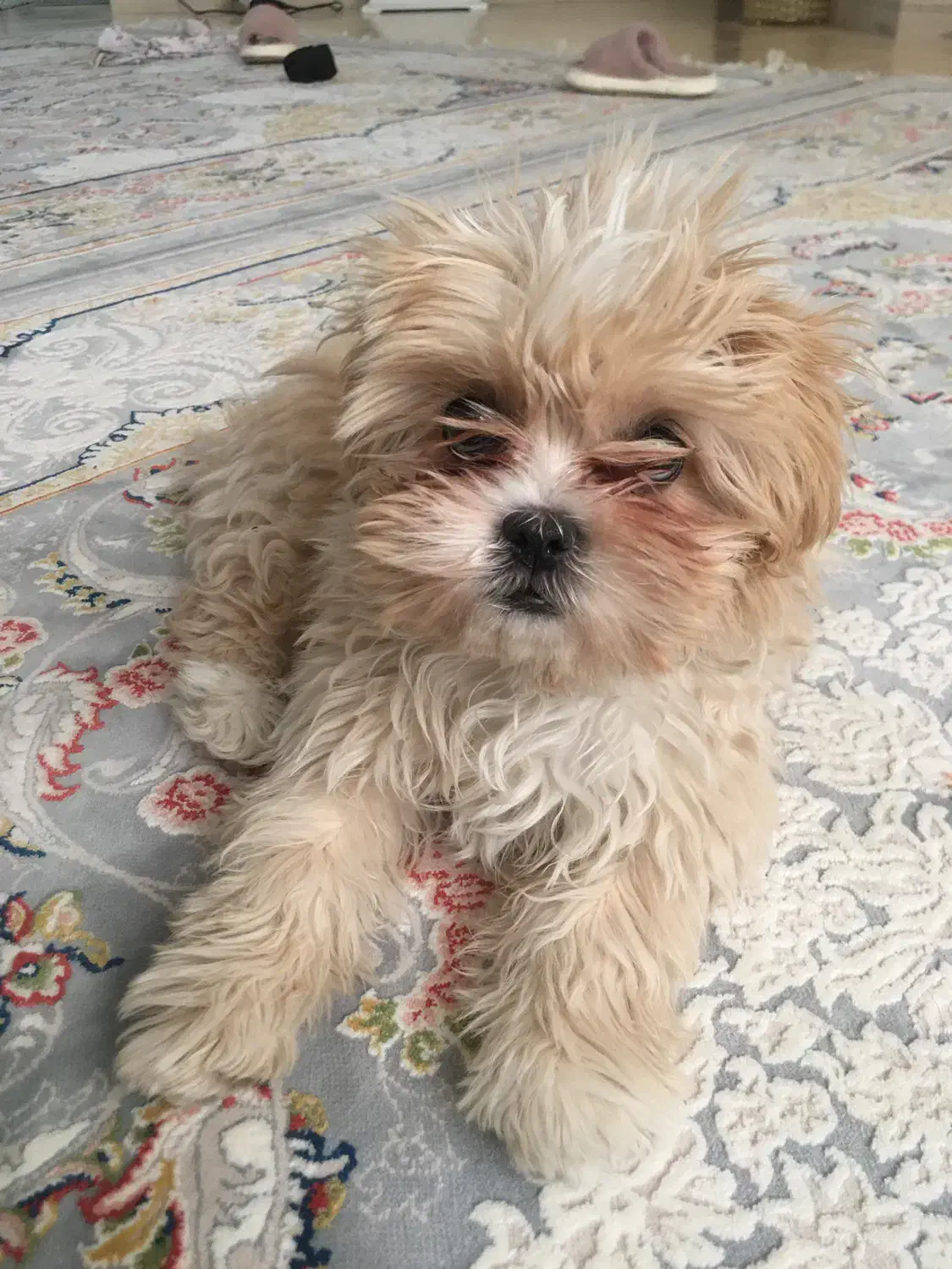 سگ پاکوتاه|سگ|اراک, |دیوار