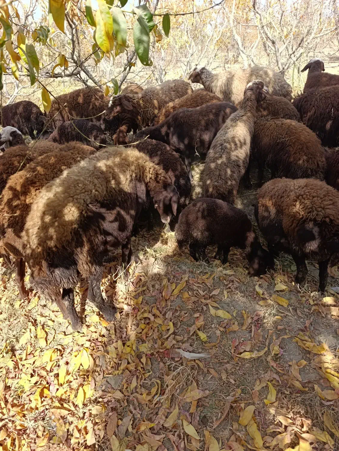 فروش فوری گوسفند میش فشندی افشاری|حیوانات مزرعه|هشتگرد, تهران دشت|دیوار