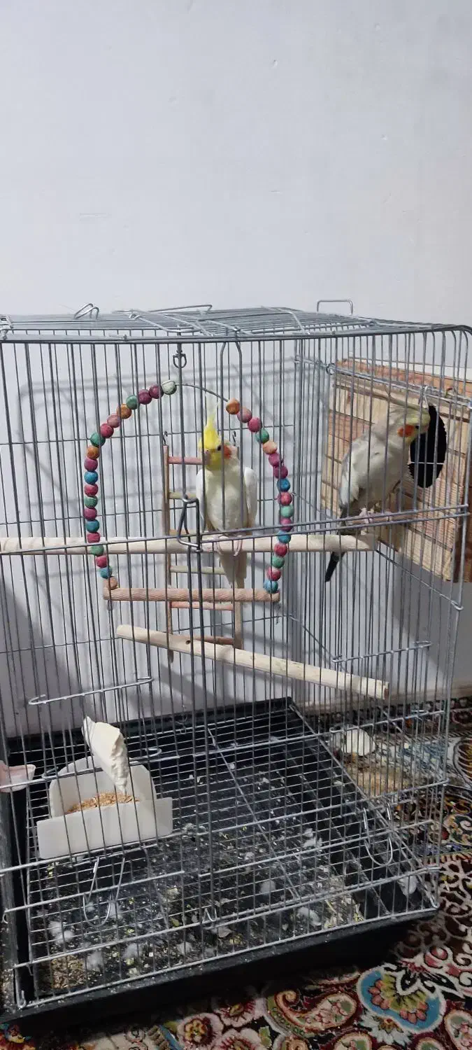 مولد عروس هلندی|پرنده|پاکدشت, پاکدشت (مامازند)|دیوار