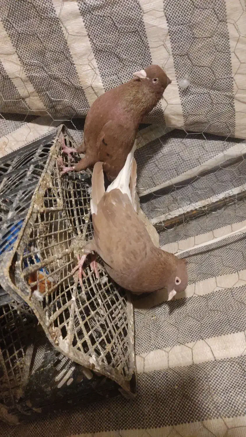 شامی4500دمسفید2300|پرنده|اسفراین, |دیوار