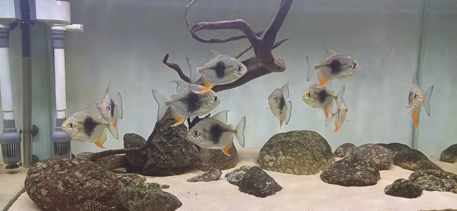 بلک بری|ماهی|کرج, گوهردشت|دیوار