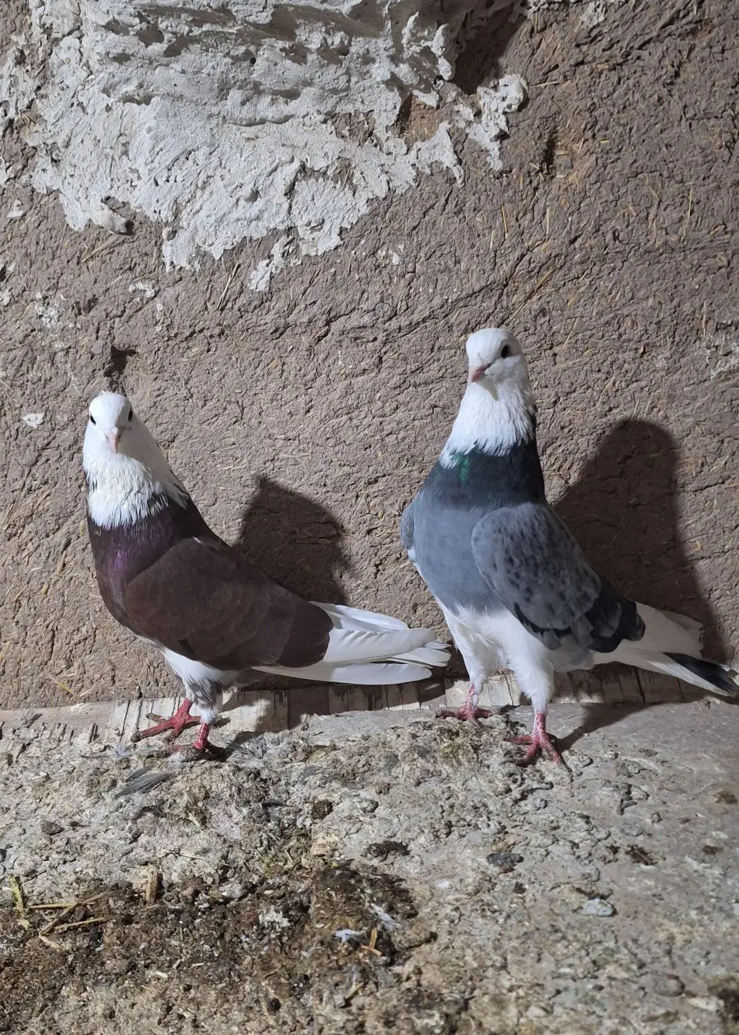 کبوتر  پرشی|پرنده|مهربان, |دیوار