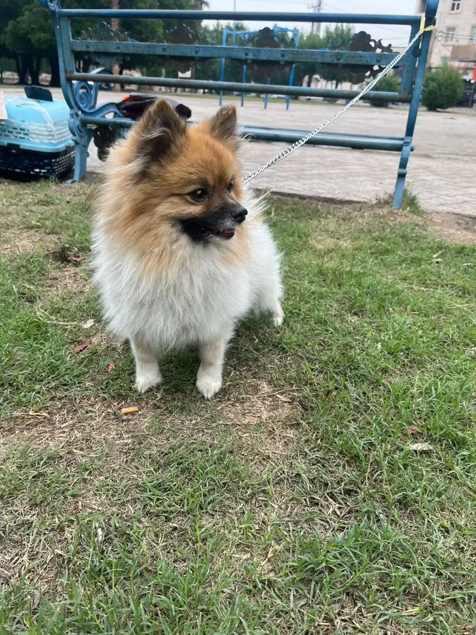 سگ ۳ساله|سگ|اهواز, سپیدار|دیوار