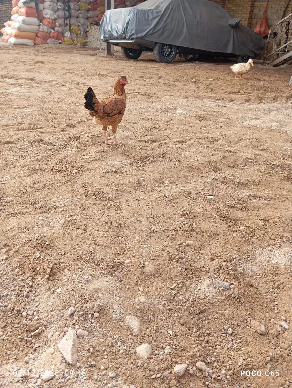 مرغ عربی اصل|حیوانات مزرعه|اندیمشک, |دیوار