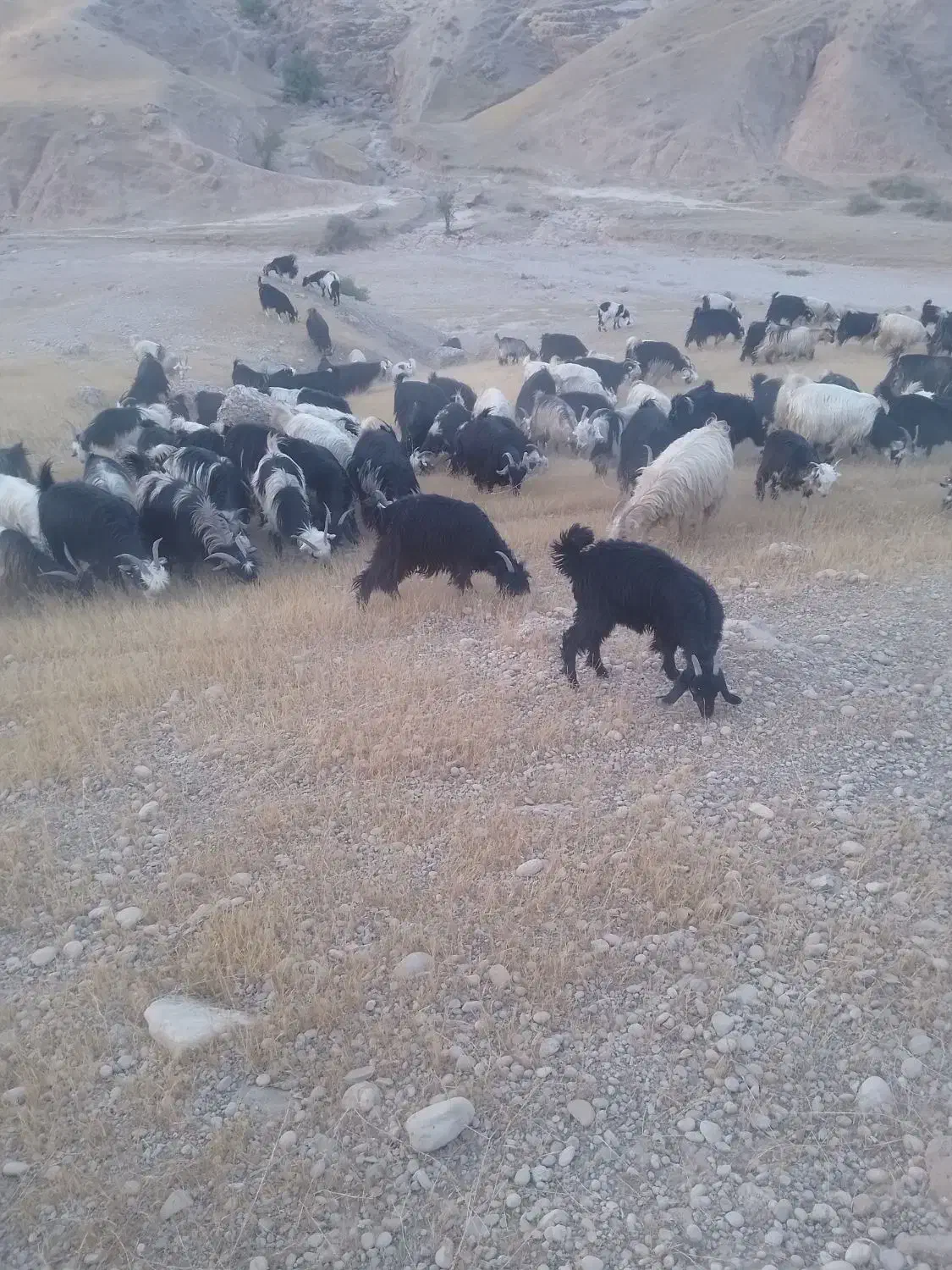 50تا بز  جوان سر حال  اوسته|حیوانات مزرعه|شوشتر, |دیوار