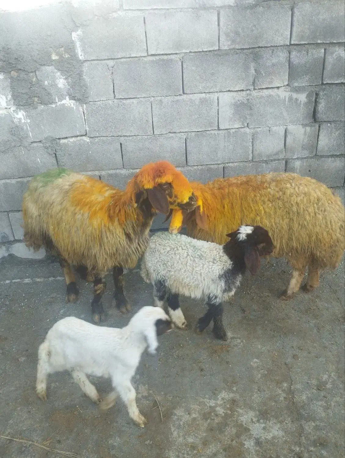 گوسفند|حیوانات مزرعه|کرمانشاه, |دیوار