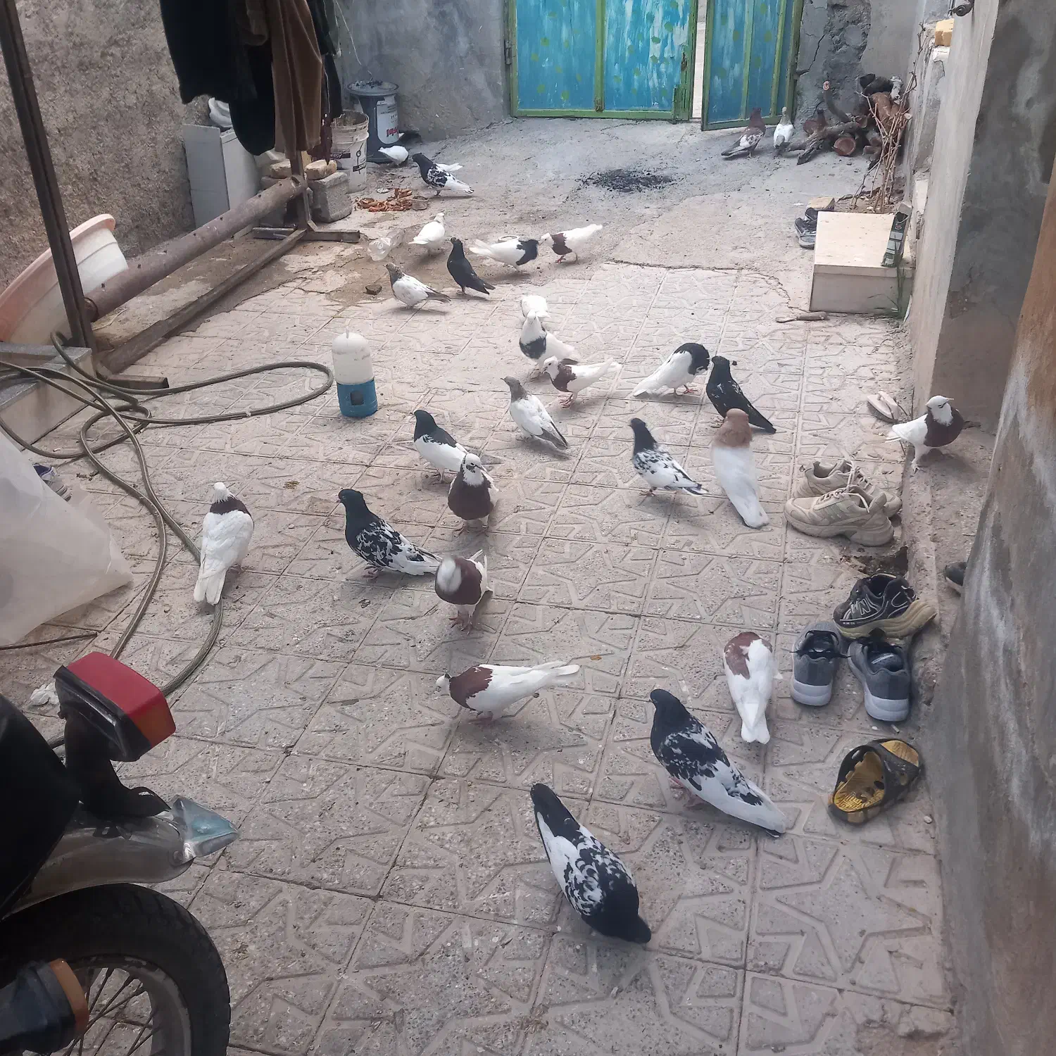 پرنده|پرنده|مشهد مرغاب, |دیوار