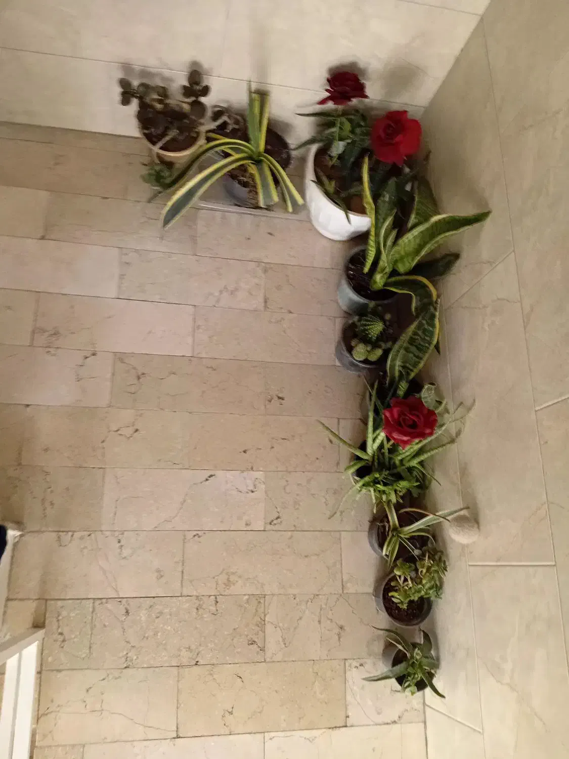 گل و گیاه|گل و گیاه طبیعی|تهران, شهرک استقلال|دیوار