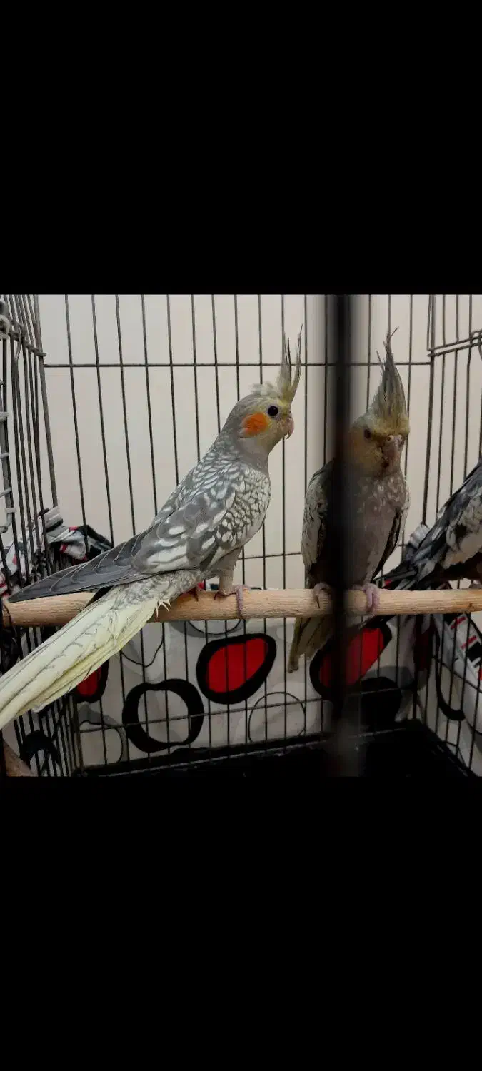 جوجه طوطی عروسی هلندی|پرنده|تهران, تاکسیرانی|دیوار