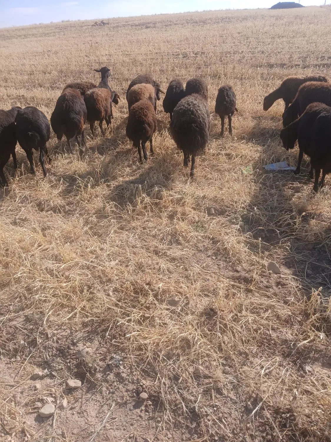 میش|حیوانات مزرعه|قیدار, |دیوار