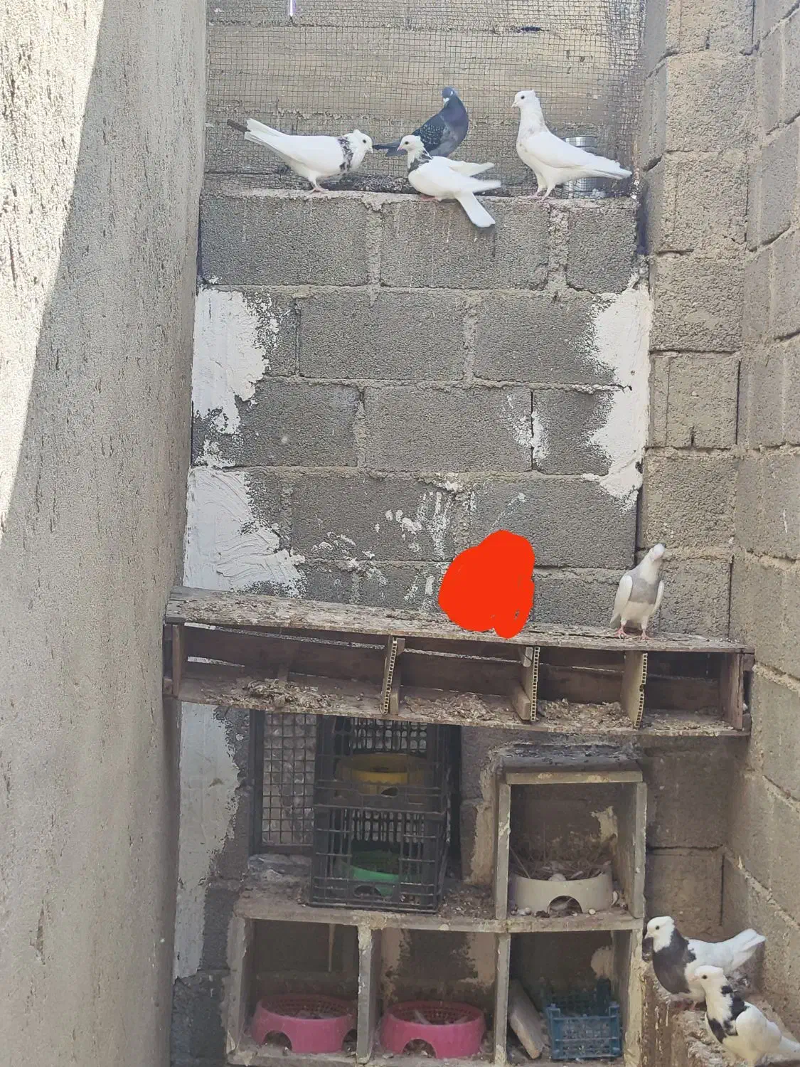 چندتایی کبوتر طوقی|پرنده|جم, |دیوار