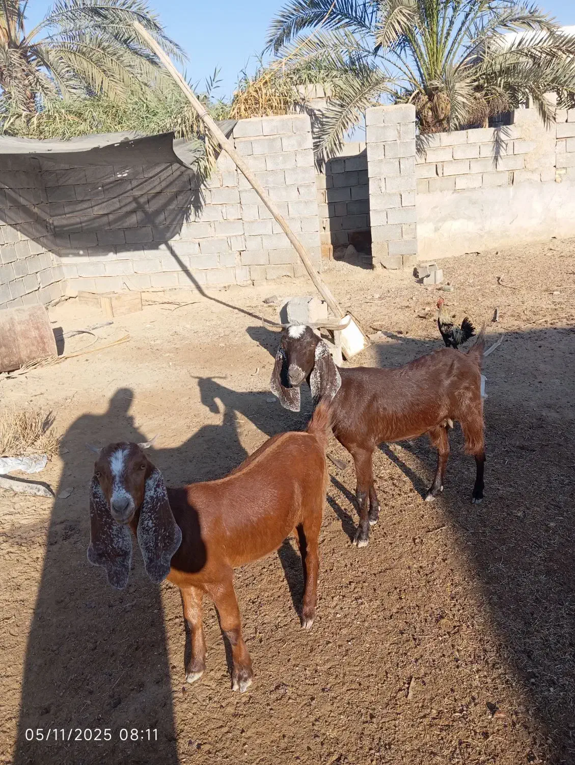 بز نجدی|حیوانات مزرعه|بندر ماهشهر, |دیوار