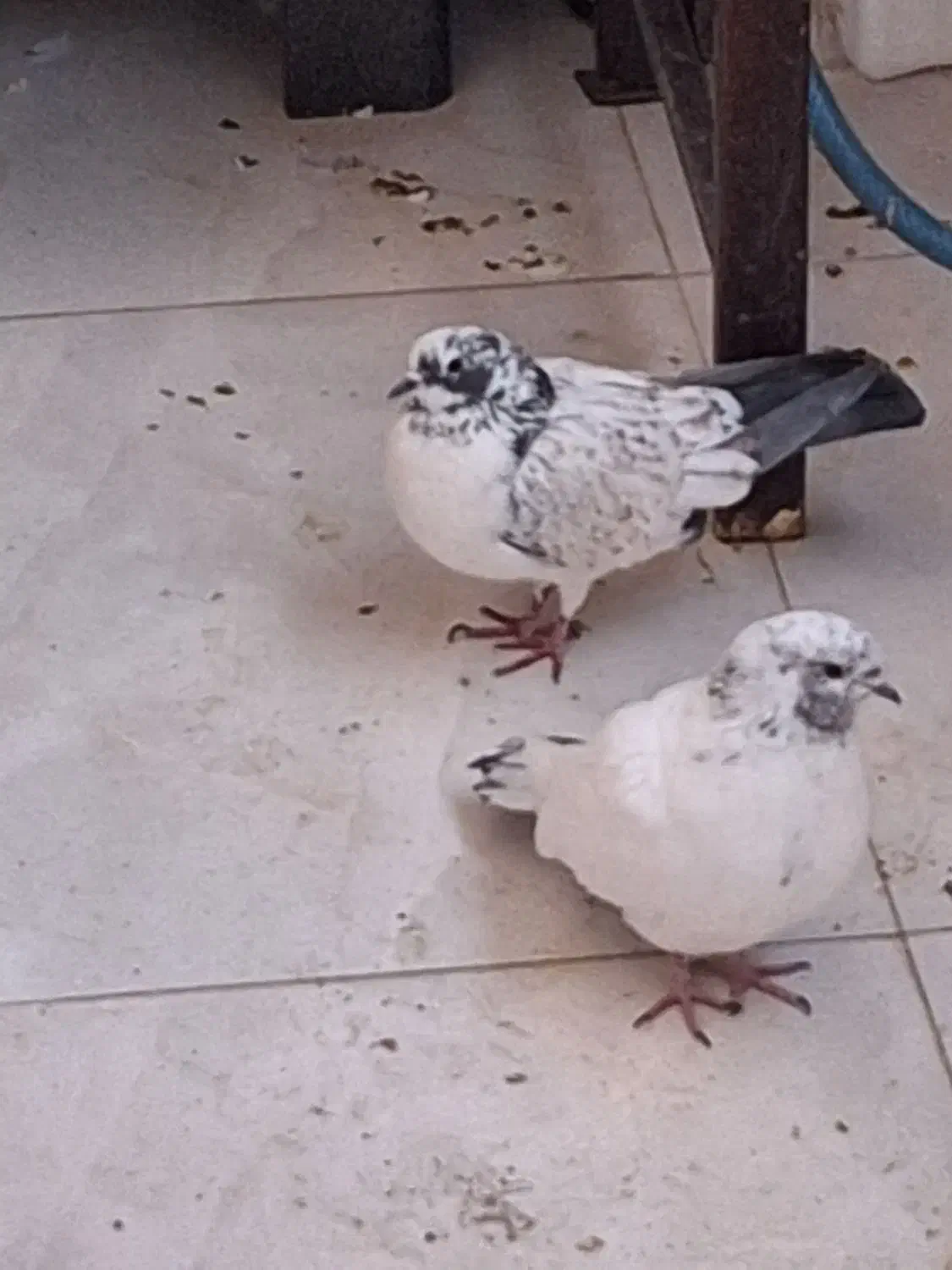 کبوتر|پرنده|شاهین‌شهر, فدک|دیوار