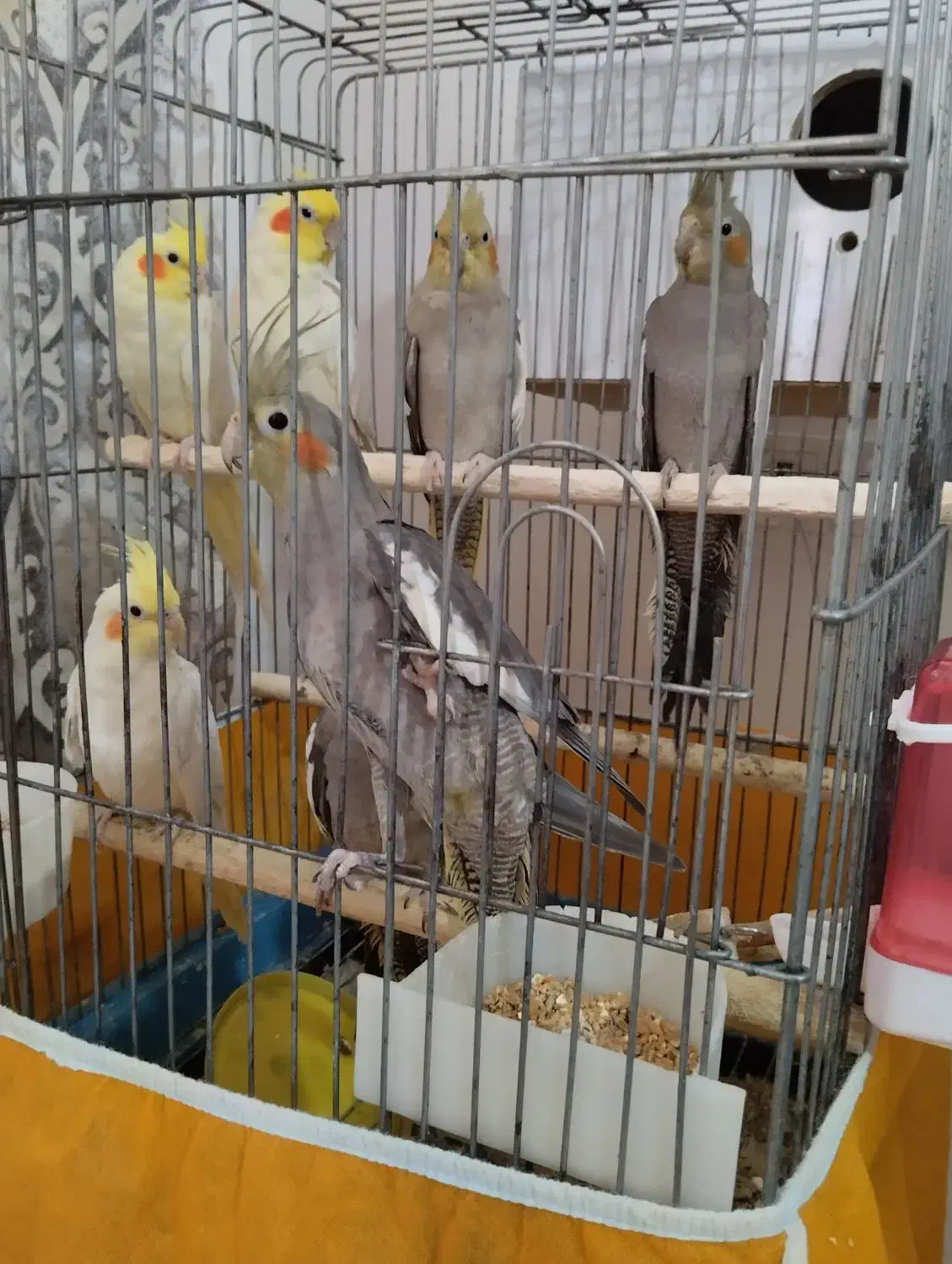 عروس هلندی ، سخنگو|پرنده|اسلام‌شهر, شهرک قائمیه|دیوار