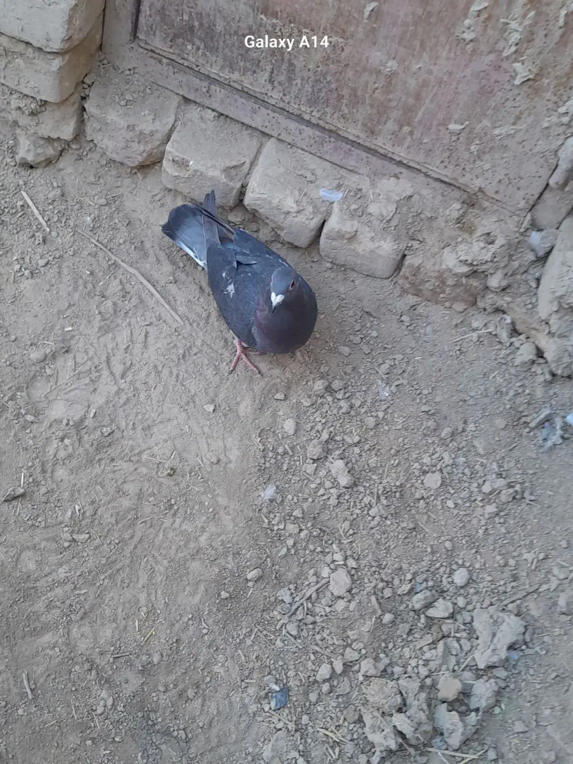 کبوتر چاپی|پرنده|هامون, |دیوار