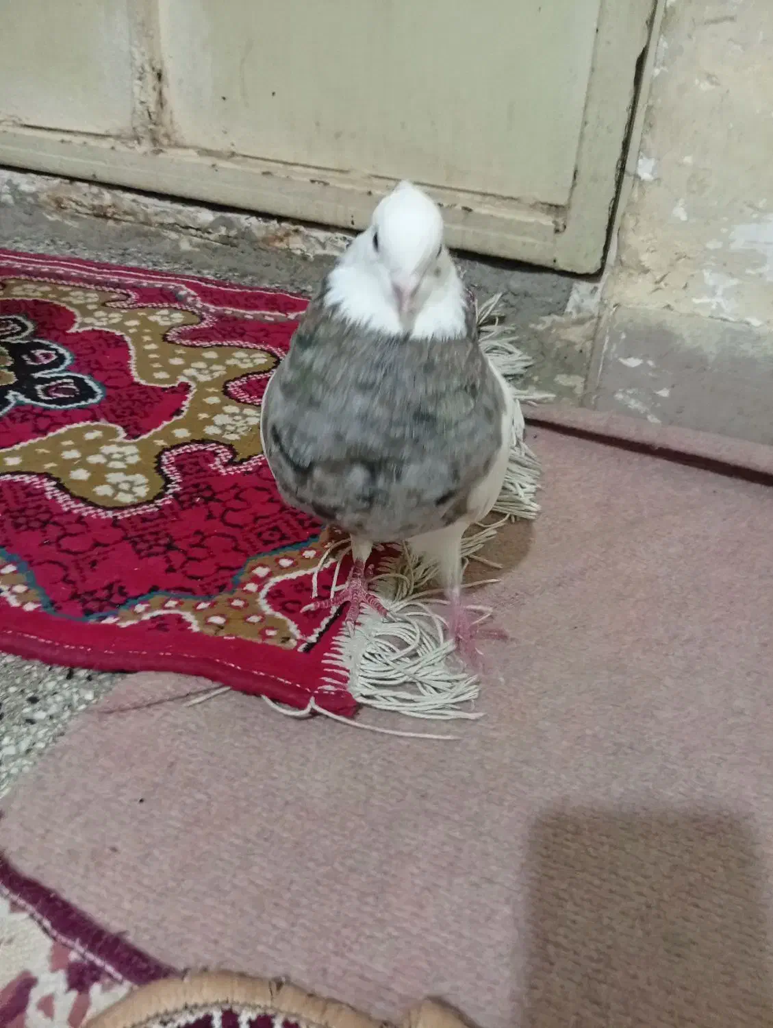 کبوتر طوقی هفت رنگ درجه یک|پرنده|سوسنگرد, |دیوار