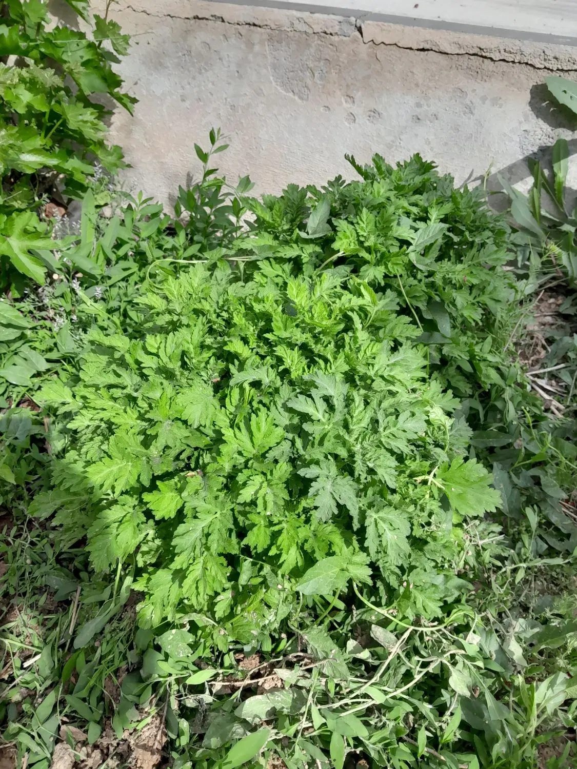 مخلصه|گل و گیاه طبیعی|لاران, |دیوار