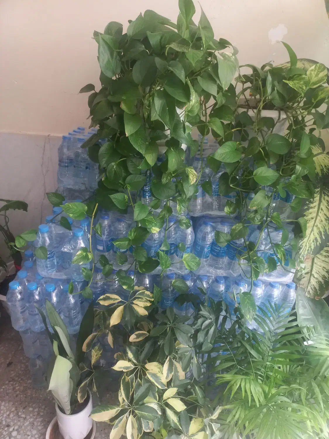 گل طبیعی|گل و گیاه طبیعی|شهرکرد, |دیوار