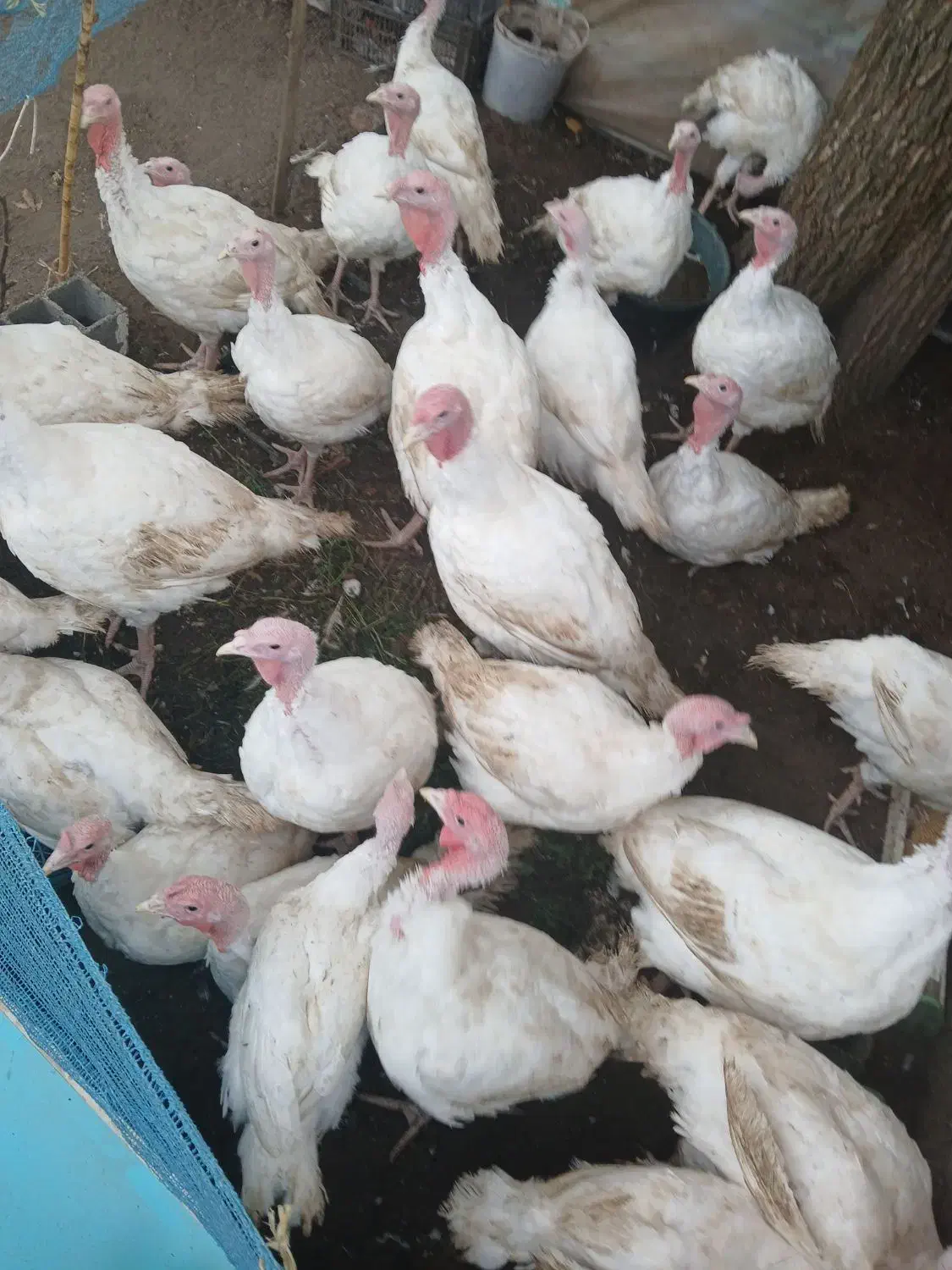 بوقلمون|حیوانات مزرعه|لنگرود, |دیوار