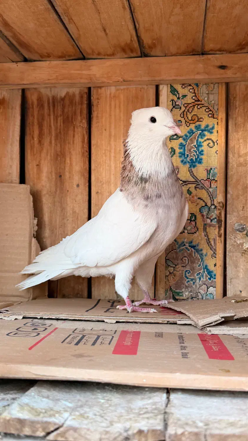 رنگی قیمت مناسب|پرنده|قم, انسجام|دیوار