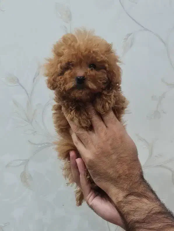 شرایط ویژه. برای واگذاری به سرپرست مناسب.|سگ|مشهد, کوه سنگی|دیوار