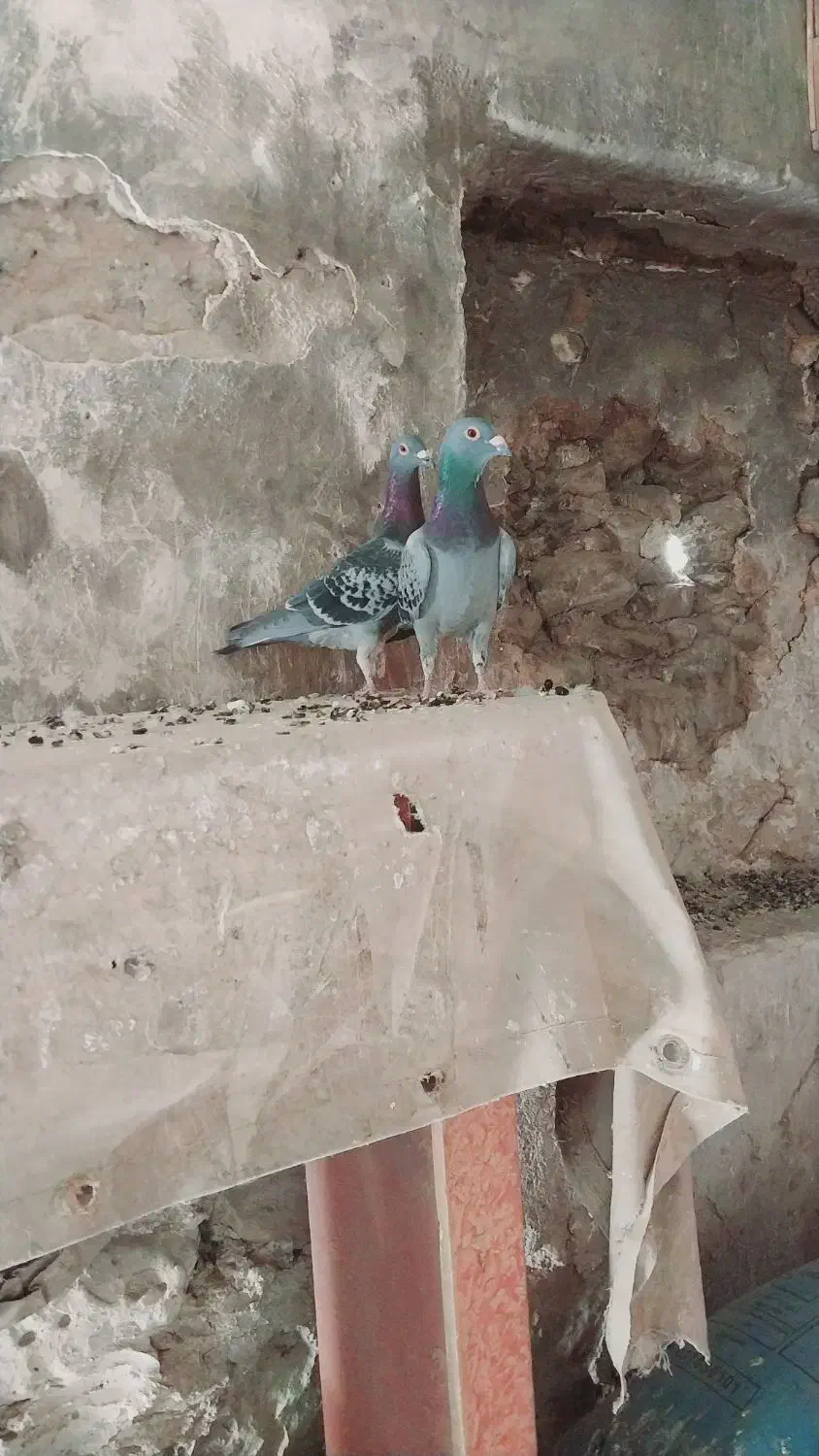 فروشی|پرنده|قلعه ممبی, |دیوار