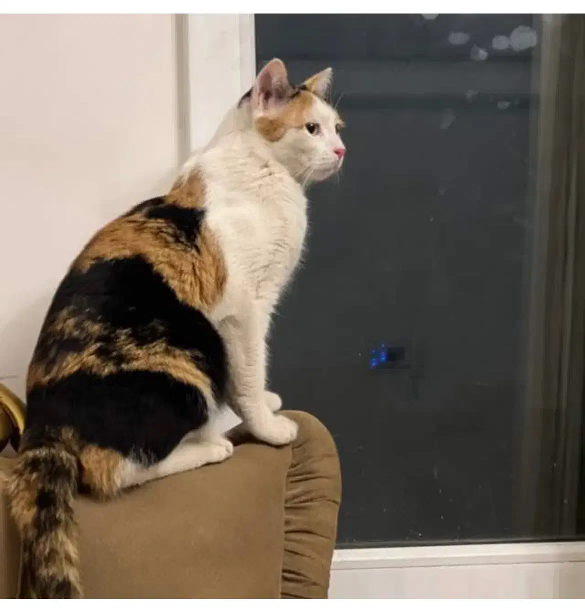 واگذاری حیوان خانگی «پوپک»|گربه|قم, شهرک قدس|دیوار