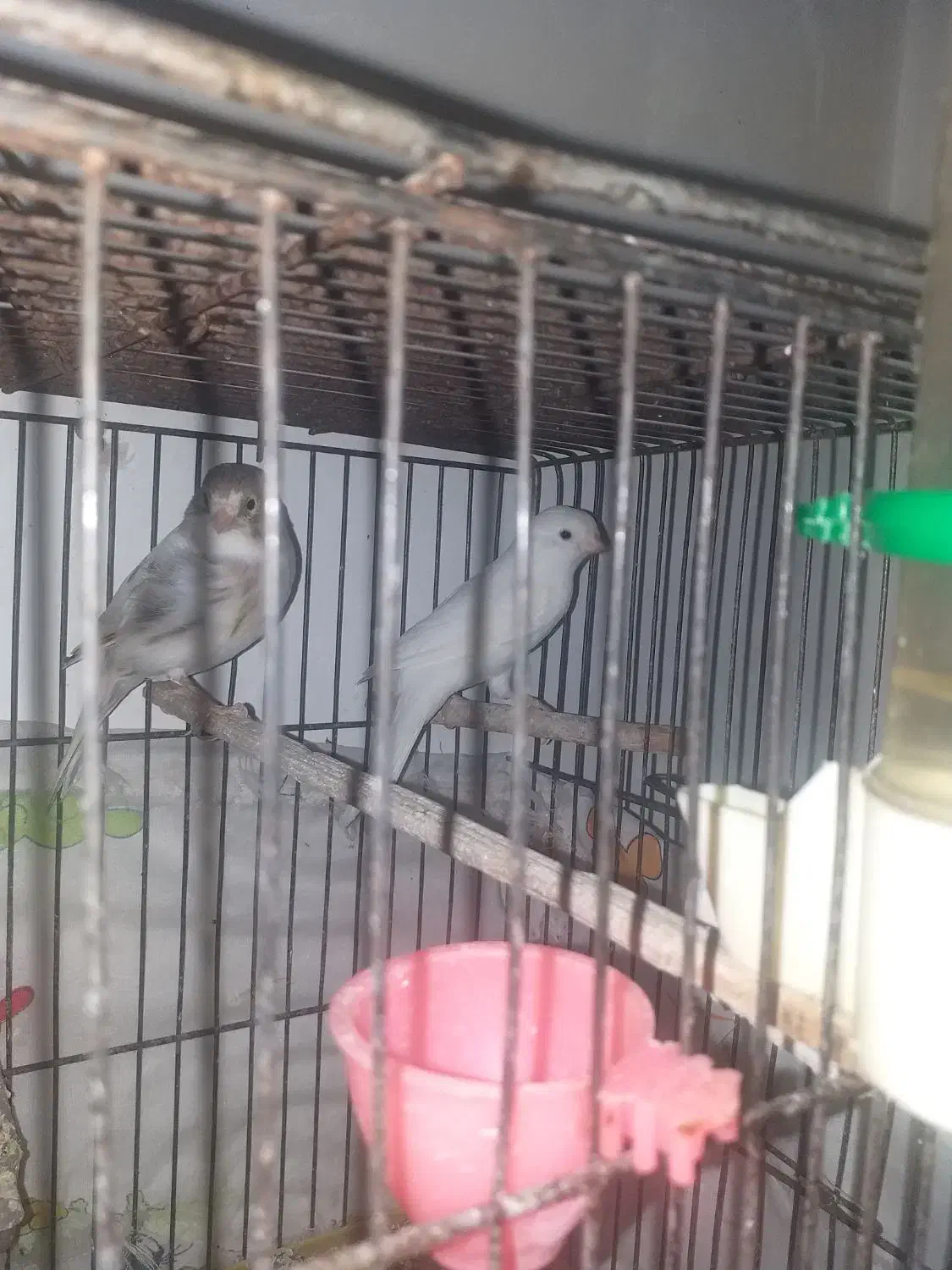 قناری|پرنده|اسلام‌‌آباد غرب, |دیوار