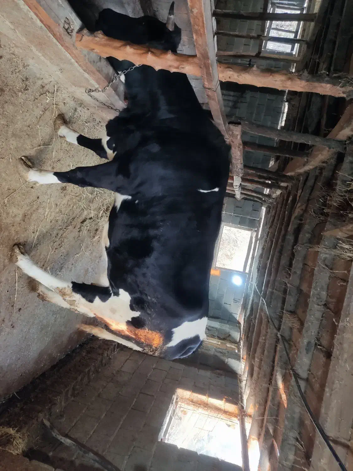 فروش گاو سیمینتال همراه با گوساله|حیوانات مزرعه|زیرآب, |دیوار