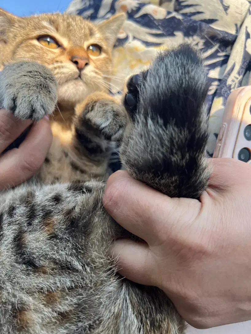 گربه واگذاری|گربه|رشت, معلولین|دیوار