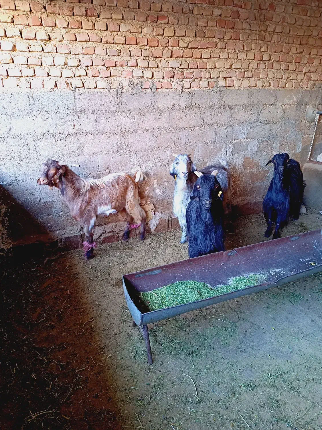 فروش کهره چبش و سه بز|حیوانات مزرعه|فسا, |دیوار