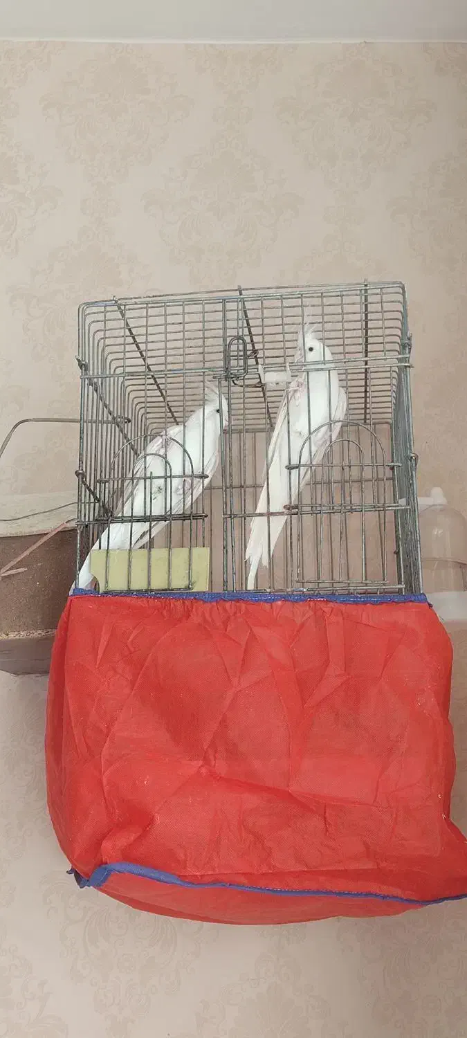 عروس هلندی البینو مولد|پرنده|فسا, |دیوار