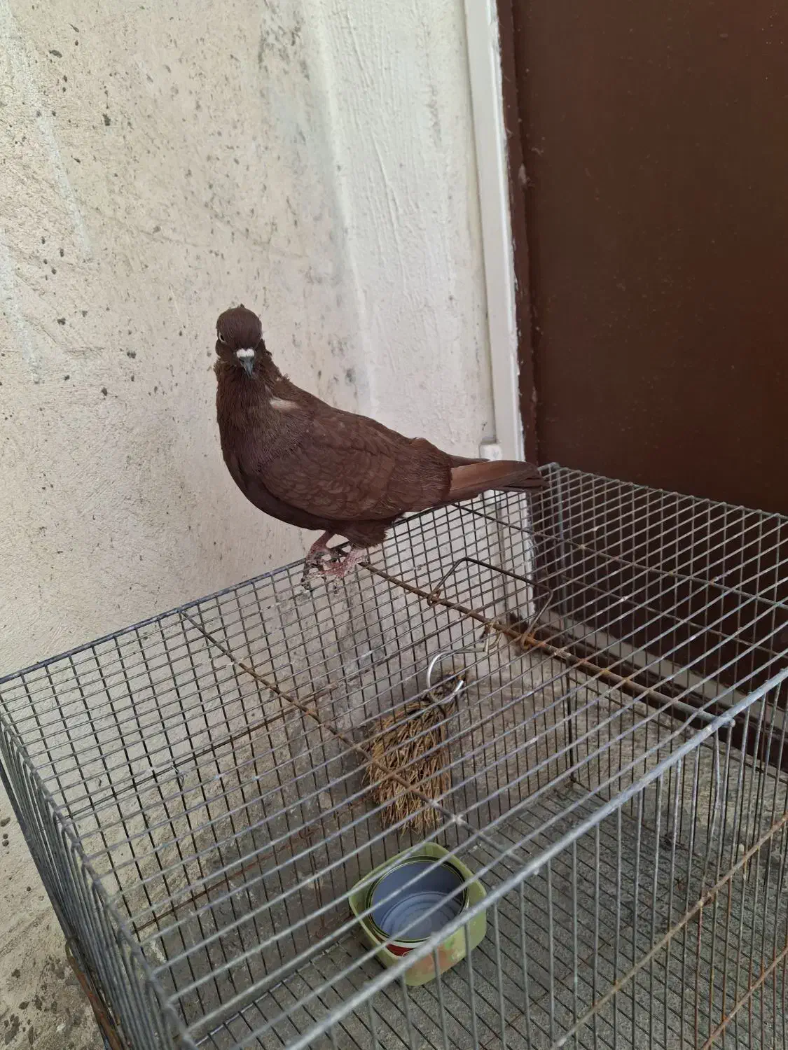 نر سرخ|پرنده|دورود, |دیوار