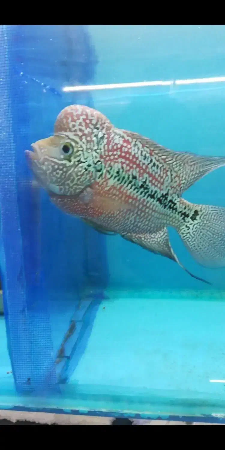 دو عدد فلاور کامفا گرید AA|ماهی|ملایر, |دیوار