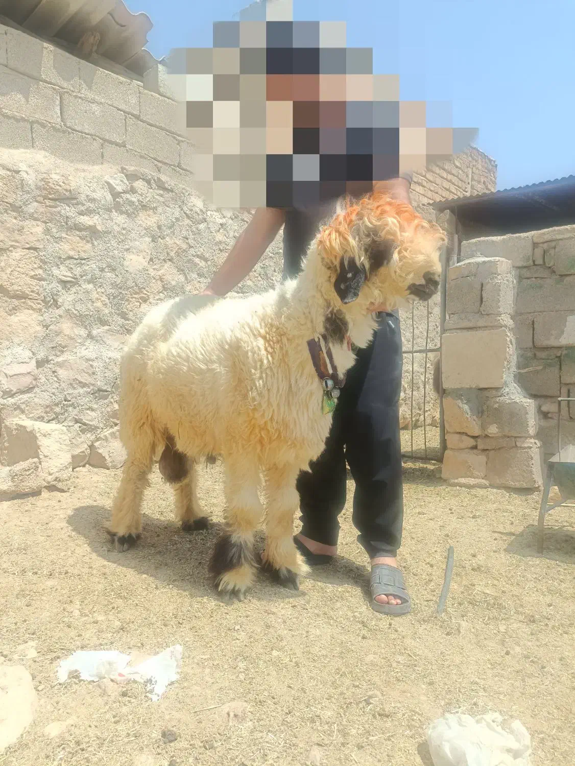 قوچ بختیاری درجه یک خاص پسند|حیوانات مزرعه|شیراز, معالی‌آباد|دیوار
