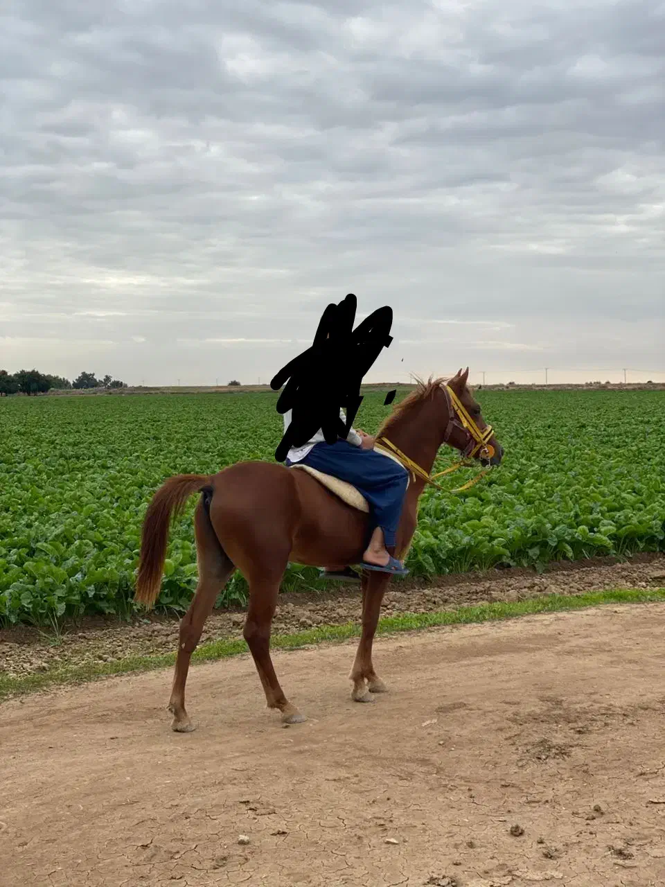 اسب|اسب و تجهیزات اسب‌سواری|شوش, |دیوار