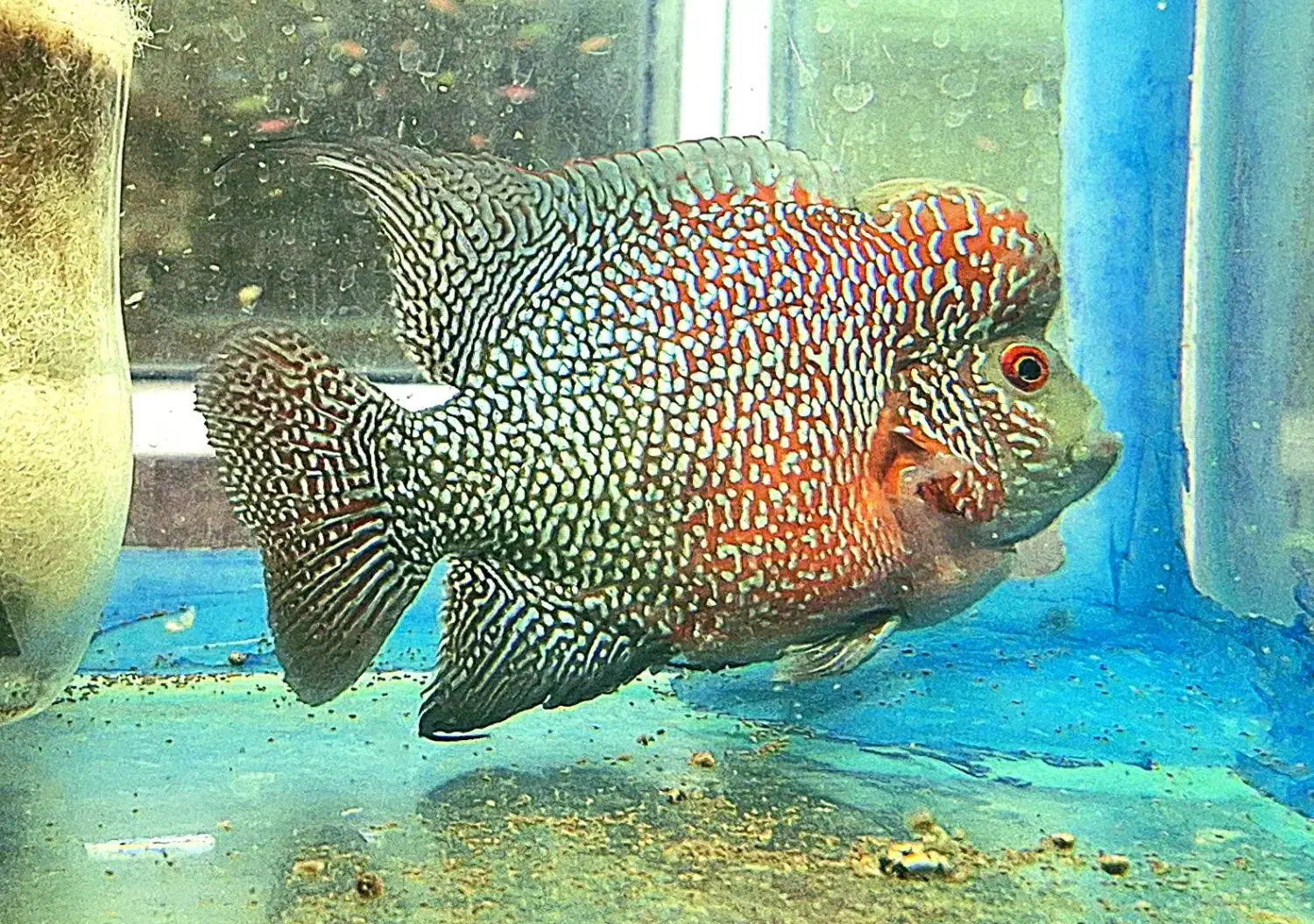 فلاور هورن|ماهی|بجنورد, |دیوار