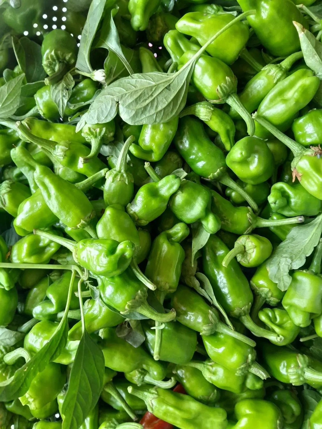 فلفل|خوردنی و آشامیدنی|ملایر, |دیوار