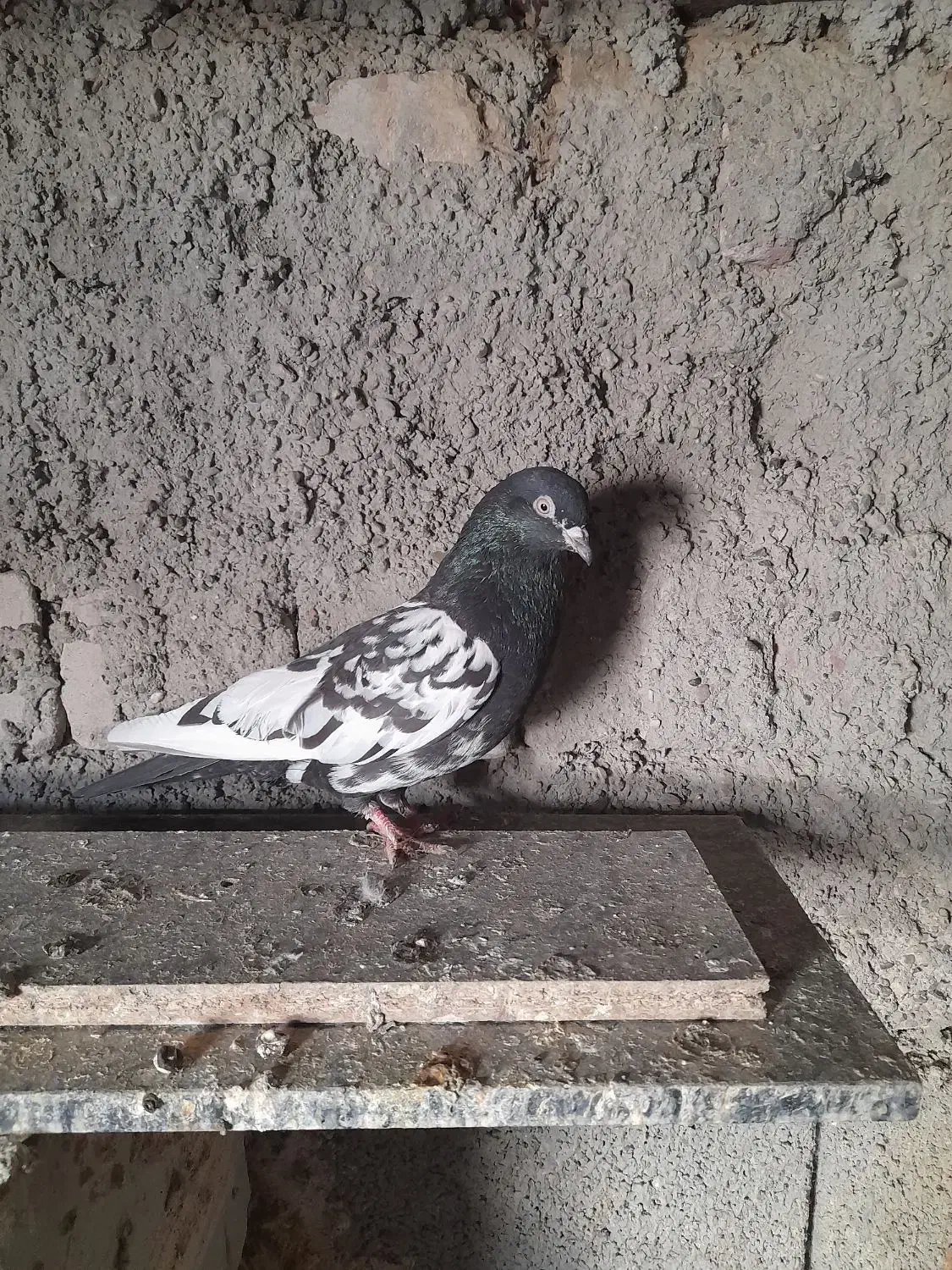 کبوتر پرشی|پرنده|ایرانشهر, |دیوار