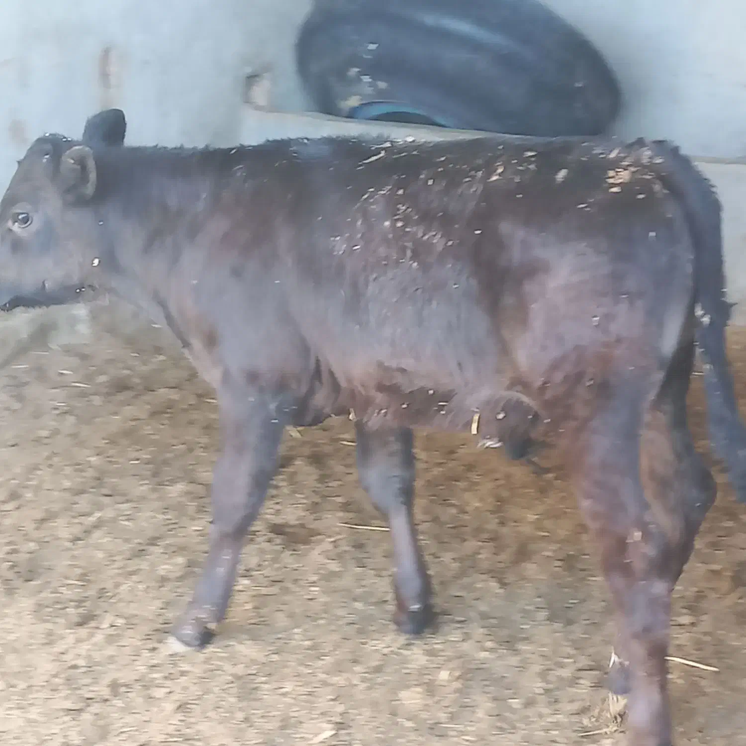 گوساله نر برانسوییس|حیوانات مزرعه|بیرجند, |دیوار