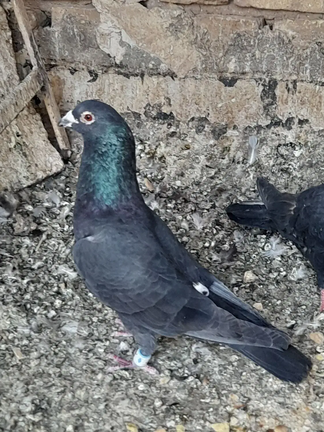 ۳تا کفتر زاجر فروشی|پرنده|اشکذر, |دیوار