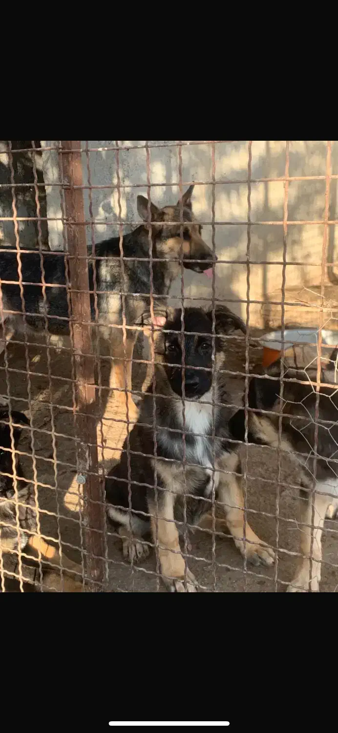 4 عدد سگ نر ژرمن شپرد 3 ماه|سگ|دلیجان, |دیوار